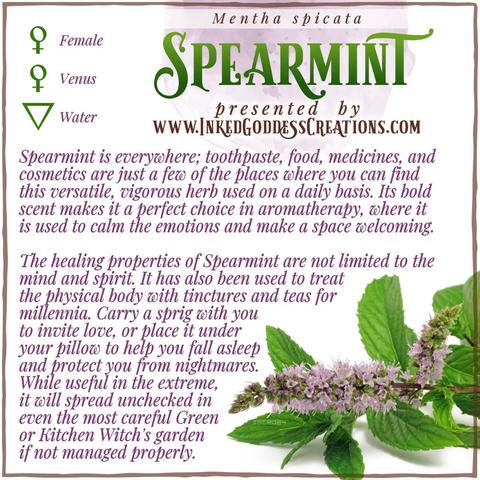 A sprig of spearmint sit against a white background. The sprig has green leaves and a spike of pink and purple flowers. The text explains spearmint's metaphysical correspondences, some trivia about it, and ways to use it in your magickal practice. Presented by Inked Goddess Creations.