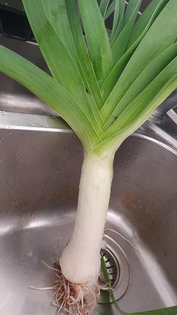 Large leek in the sink