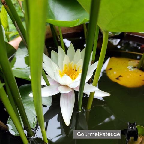 Seerosenblüte im Kübelteich