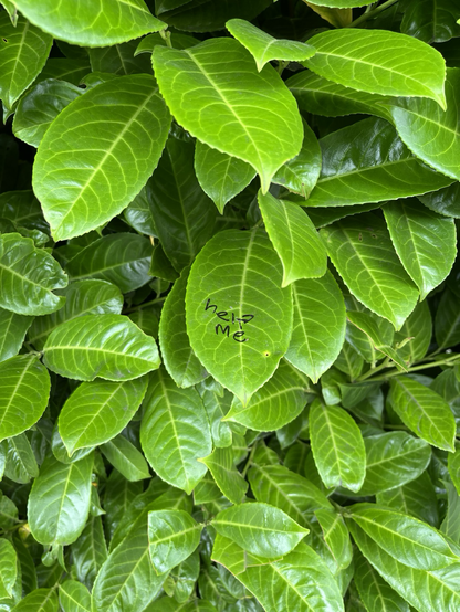 Leaves with ‘help me’ written on them
