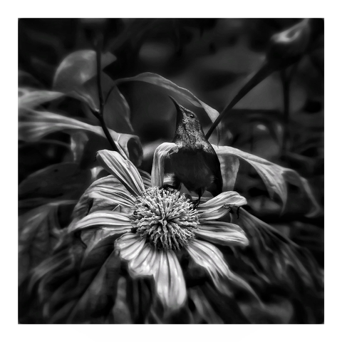 This is a black and white art edit of a very tiny Red Chested Sunbird sitting perched, slightly looking up on top of a flower. As photographed in the Bwindi National Forest, Uganda