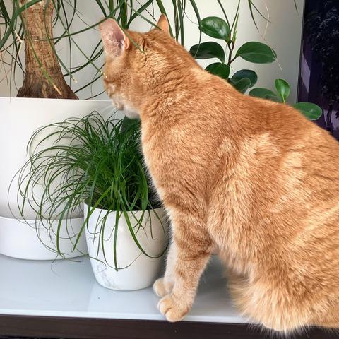 A red cat nibbling on some cat grass in a white pot.