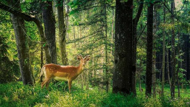 Deer in the forest.