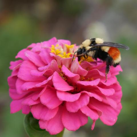 Bombus huntii, Hunt's bumblebee, on a pink colored zinnia. The bee is yellow and furry with an orange stripe on it's abdomen. The wings are transparent black, the legs are black, the top of it's thorax is black.