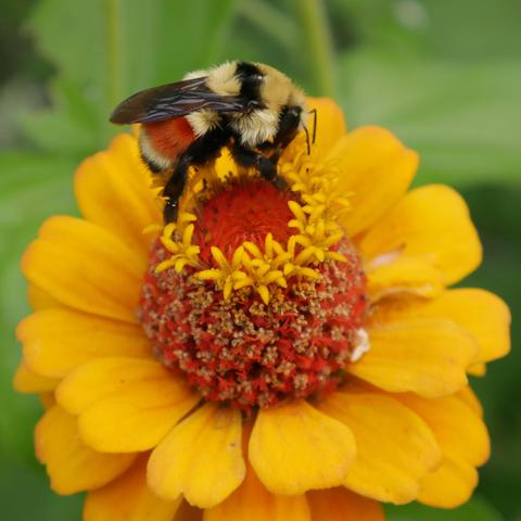Bombus huntii, Hunt's bumblebee, on a yellow or gold colored zinnia. The bee is yellow and furry with an orange stripe on it's abdomen. The wings are transparent black, the legs are black, the top of it's thorax is black.