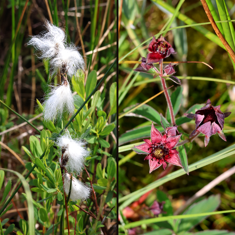 Two photos combined. Left: Common Cottongrass, Eriophorum angustifolium. Here we see the upper part of one plant, the stem of which sports half a dozen drooping, fluffy seed heads each consisting of a mass of fine white filaments and looking superficially like a ball of cotton wool. The leaves of other bog plants can be seen in the background. Right: Marsh Cinquefoil, Comarum palustre (formerly Potentilla palustris). Again we see the upper part of the plant, and in particular two reddish-coloured, hairy stems each bearing three flowers at various stages from unopened buds to one which has fruited. Each flower has five pointed, almost triangular, petal-like sepals, which are a deep, purplish-red colour; appearing in the gaps between these are the actual petals, which are much smaller and of the same colour; from the centre of the flower rise about 20 stamens. One of the flowers has produced a fruiting body; partially enclosed within the sepals it is almost strawberry-like in appearance.