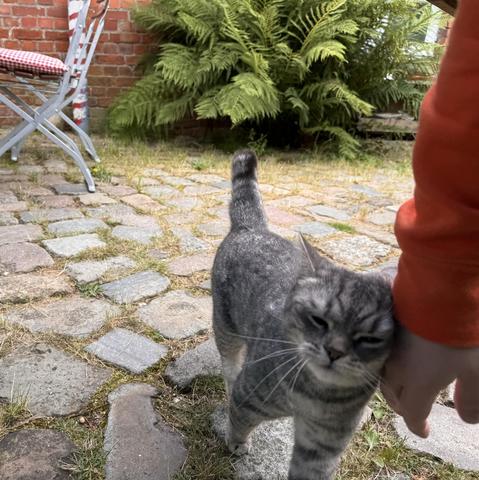 Smol gray cat is rubbing its cheeks against my hand in a cafe backyard 
