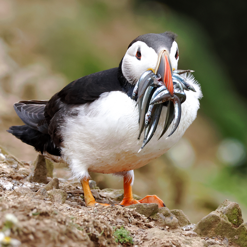 A Puffin, with around a dozen small fish in his or her beak. The bird is short and stocky; the top of the head, the neck, the back, the wings and the tail are black, while the sides of the face, the chest and the belly are white. The beak, which is much taller than it is broad, is blue near the base and red towards the pointed tip, with yellowish lines around the blue part and within the red part. The short legs and the webbed feet are orange. The bird is standing on ground which is sandy with large stones; although it is not obvious from the picture this is on the top of a cliff.