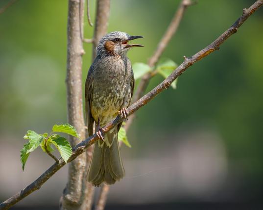 A brown-eared bulbul – greyish bird with a brown patch at the side of its head – perched on a thin branch with its beak open.