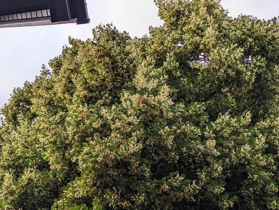 Photo looking upward into aflowering linden tree. It's not very easy to see the hundreds of bees, but they're there!