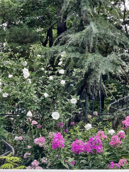 White rose of Sharon, pink phlox, deodar cedar, yellow elderberry
