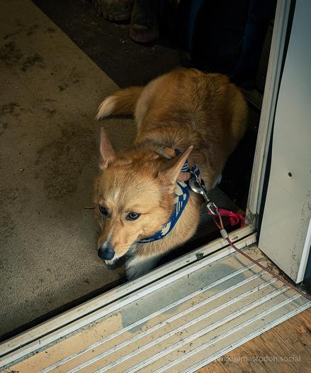 Moxxi the corgi is laying down right inside of a door. her ears are pinned back. she's wearing a blue harness and she's tethered, with the long line going outside and not inside.