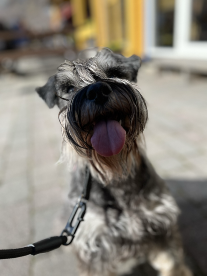 Lulu dog saying hello