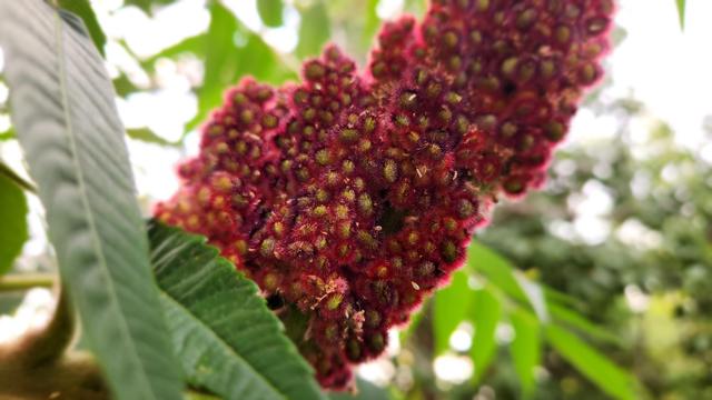 Close up of a cluster of  fuzzy red sumac fruit.