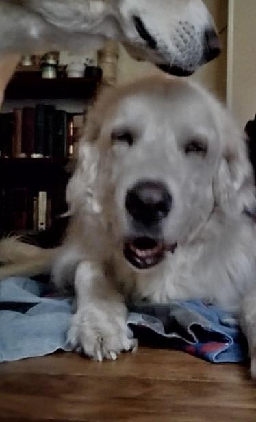 Close up photo of old white dog lying on the floor smiling with his eyes closed. You can see his friend's snoot at the top of the photo standing over him.