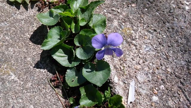 A lone violet blossom with greenery growing in the cracks of a concrete/pebble sidewalk 