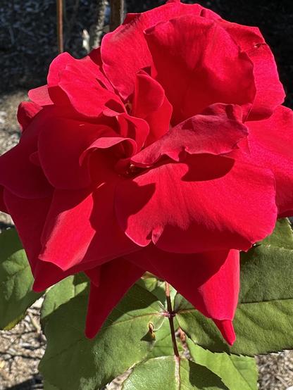A jubilant red rose, its petals bursting in languid perfumed heat. 