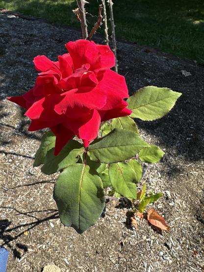 A jubilant red rose, its petals bursting in languid perfumed heat. 