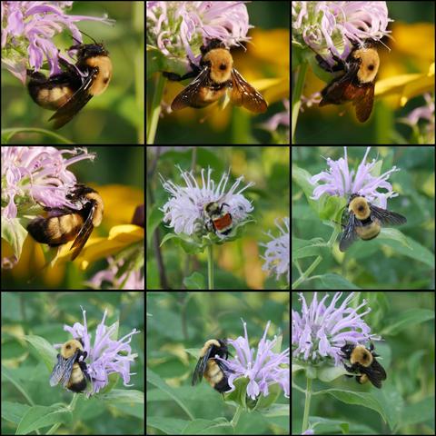 A 3x3 montage of 9 cropped photos of 2 different bumblebees. The center is a Hunt's bumblebee which is smaller and has an orange stripe on it's abdomen. The outside photos are a Nevada bumble bee which was very large, 20mm or more, and is yellow and black with short dense hair. They are on Monarda fistulosa Bergamot bee balm. The first 4 photos are in the sun, the last 5 are in the shade.