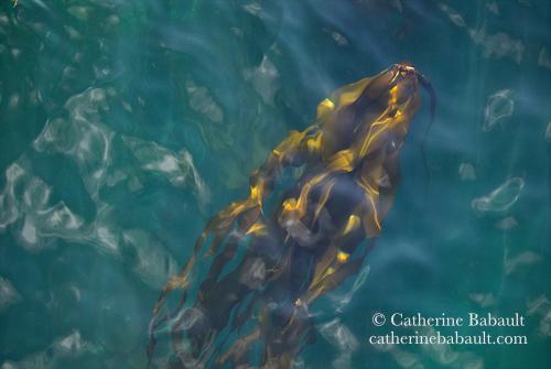 Kelp in the sea.