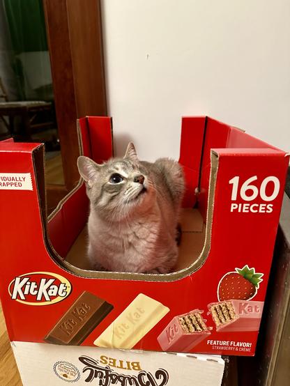 Doots, a one-eyed Lynx Point Siamese cat, looking up and to the right as he sits in a red cardboard box with KitKar branding in it. Various flavors of KitKat are featured . 
