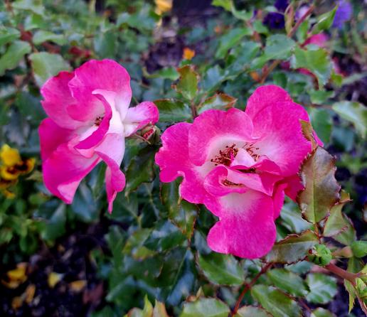 Farbfoto: Zwei pinkfarbene Blumen zwischen grünen Blättern vor unscharfem Hintergrund.