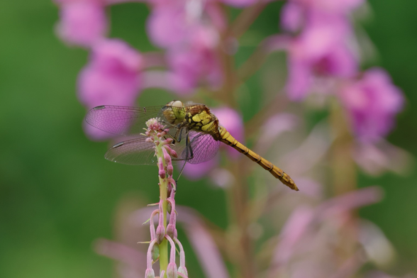 A common Darter Dragonfly, centre foreground, perched against a sea of pink and Green provided by Rosebay Willowherb