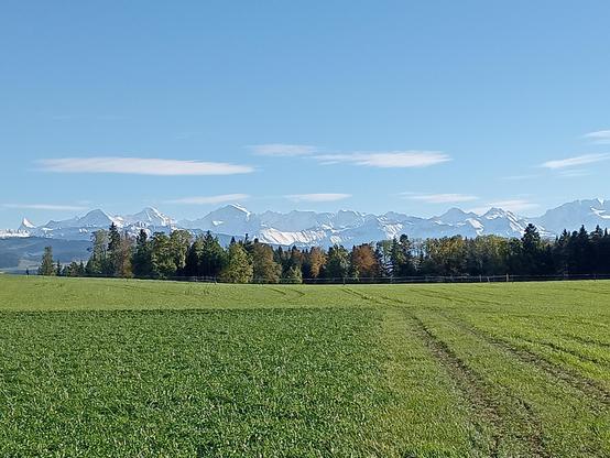 Sicht über grüne Felder auf Wald und verschneite Berge (Eiger, Mönch und Jungfrau) bei blauem Himmel.