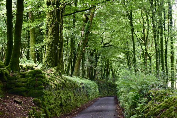 Woodland either side of a narrow lane.
