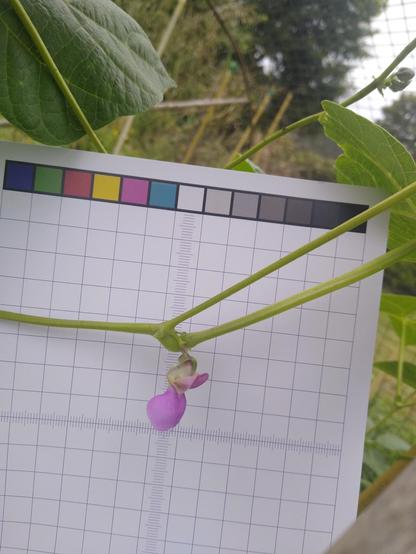 a bean flower, light purple, picture of it taken against a squared checker, that shows size and a range of colours