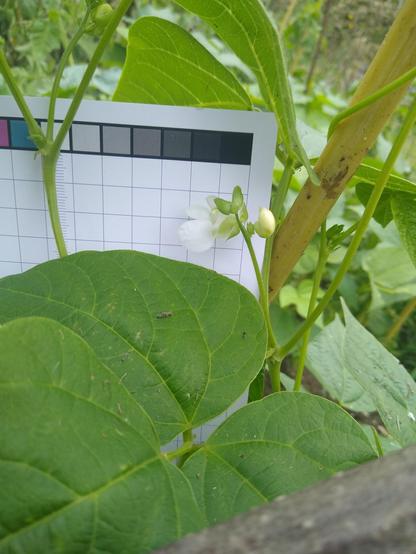a bean flower, light purple, picture of it taken against a squared checker, that shows size and a range of colours