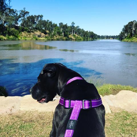Photo of Missy at approximately 6-7 months. She is wearing a purple training harness and matching lead. She is looking to her left. In the background is the meeting of two rivers, sparkling in the sunlight. The banks of the river are largely tree lined, except for the one we are standing on.