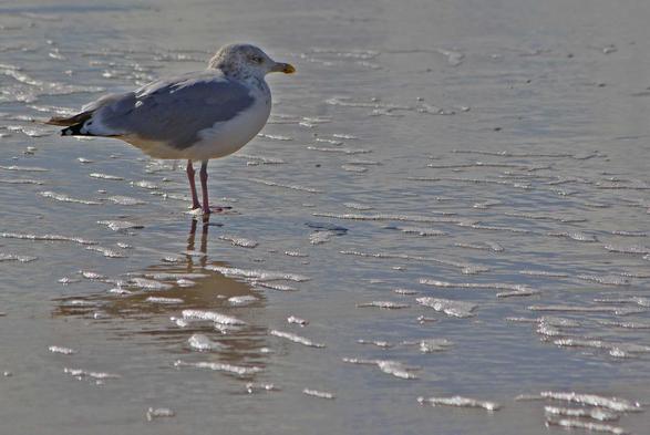 A seagull standing on the beach, staring at the sea.