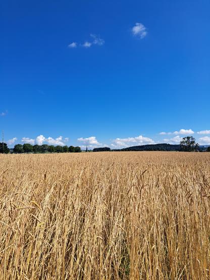 Vordergrund: Ernte reifes Weizenfeld. Dahinter dunkelgrüne Bäume, darüber ein weisses Wolkenband, oben blauer Himmel