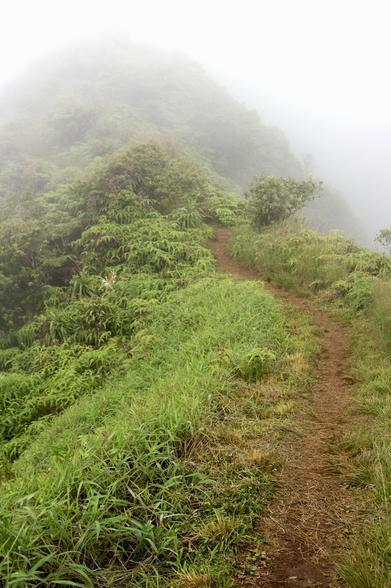 A narrow dirt path winding through lush green vegetation, partially shrouded in mist.