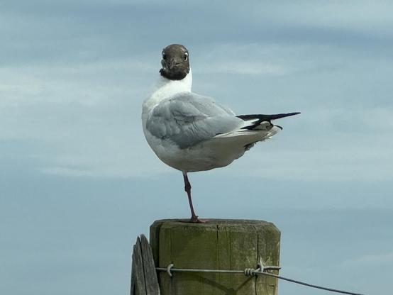 A small sea bird standing on one leg on a wooden post. 