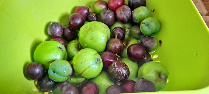 Several unripe apples and red plums in a green colander