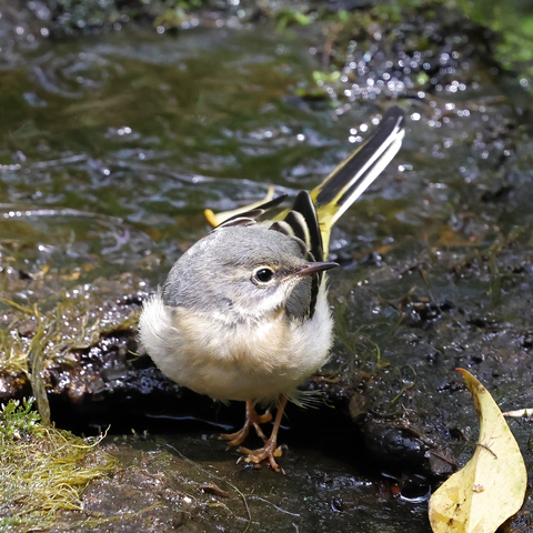 A juvenile Grey Wagtail standing on some rocks with water flowing around them. The Wagtail has a grey head, a whitish breast and underparts, a grey back, wings and a tail with black and white feathers, and yellow on the rump and vent.