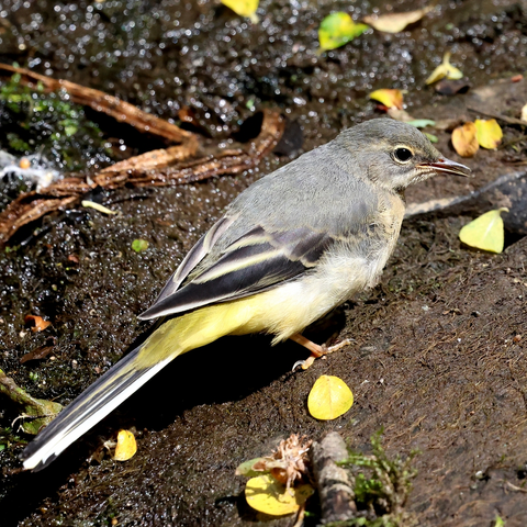 A juvenile Grey Wagtail standing on some bare earth with moist ground nearby; there are several small, yellowish leaves from trees scattered on the ground. The Wagtail has a grey head, a whitish breast and underparts, a grey back, wings and a tail with black and white feathers, and yellow on the rump and vent.