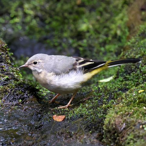 A juvenile Grey Wagtail standing on some moist, mossy ground. The Wagtail has a grey head, a whitish breast and underparts, a grey back, wings and a tail with black and white feathers, and yellow on the rump and vent.