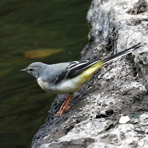 A juvenile Grey Wagtail standing on rocks next to some water. The Wagtail has a grey head, a whitish breast and underparts, a grey back, wings and a tail with black and white feathers, and yellow on the rump and vent.