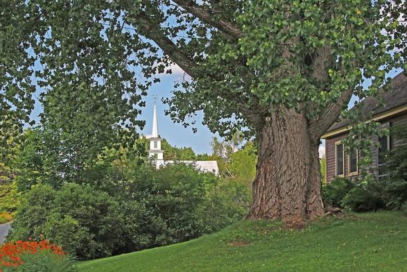 A huge tree towers over an old house with a church steeple in the background.