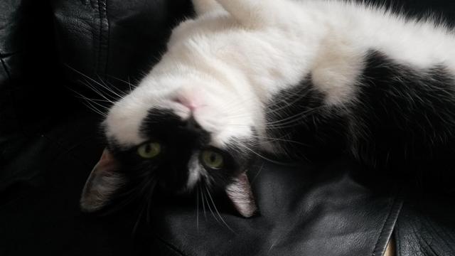 A black and white cat lying on her back. She answered to Molly (when she wants to).