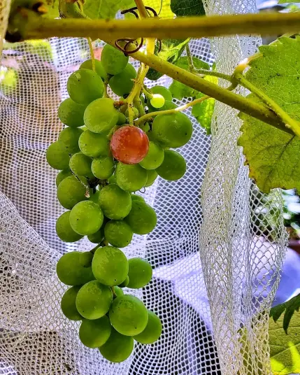 A bunch of green grapes hang from a vine in a garden. There is a white net around the grapes to keep wildlife from eating them