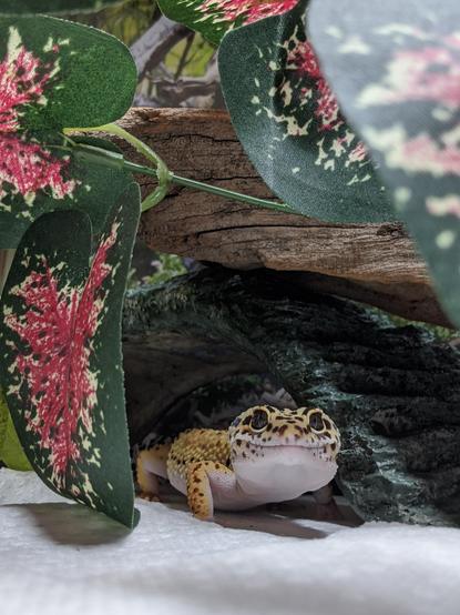 Photo of a yearling yellow and white with black spots leopard gecko hanging out under the foliage in their terrarium.