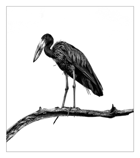 This is a black and white art edit of an Open Billed Stork. The stork is standing on a dead tree branch and is against a solid white background as to highlight the bird itself. As photographed on the Okavango Delta, Botswana 