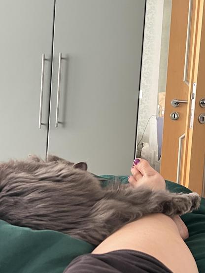 Das Foto zeigt meine graue Maine Coon Katze, die ihre Pfote auf meinen Fuß gelegt hat