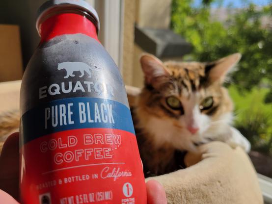 Photo of a hand holding a bottle of Equator Pure Black Cold Brew Coffee (8.5 oz) close to the camera. In the background, a torbie dilute cat sits in a pet bed by a window on a sunny morning. 

The bottle is clear with condensation. It has a white metal cap and a rough-edged, red border around the neck. The Equator logo appears in white near top-center (jaguar walking, above wordmark Equator in white block letters). 

Text "Pure Black" (white sans-serif block letters) appears below this on a solid-blue band.

The rest of the bottle below the blue band is solid bright red. Text "Cold Brew Coffee" (outline of white sans-serif block letters). A 2-inch thin white line divider separates the next text, "Roasted & Bottled in California" (small white sans-serif block letters, with the state in capitalized script).

Footer text: "Net Wt. 8.5 Fl Oz (251 mL)" (tiny white sans-serif block letters). On the right, tiny wordmark "1% for the Planet" appears, which is a globally recognized certification. On the left, tiny wordmark for "Fair Trade Certified" appears.