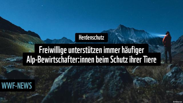 Bergpanorama im Halbdunkel. Ein Mensch mit Taschenlampe rechts im Bild.
Über dem Bild der Text:
Herdenschutz
Freiwillige unterstützen immer häufiger Alp-Bewirtschafter:innen beim Schutz ihrer Tiere.