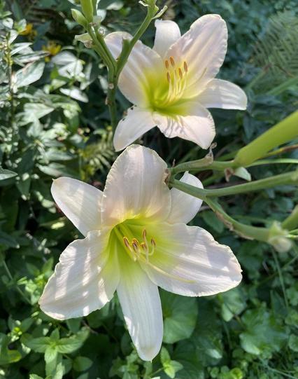Two daylily blooms still on the stalk, sunlight lighting them and casting delicate shadows on the petals. The three main petals are a gentle shell pink and the three smaller ones between them are a paler shade. In both the petals grade to a beautiful green-yellow in the center. Pale yellow stamens with orange tips curve outward from the green center. Around them is deep green sunlit garden foliage.